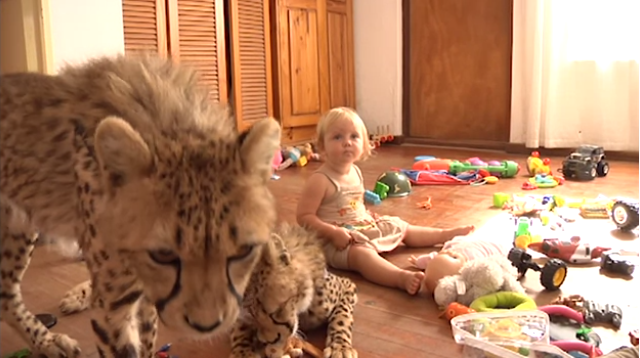 VideoExtra, Gepard, Sydafrika, Sötchock